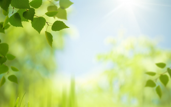 Обои картинки фото природа, листья, луг, солнце, трава
