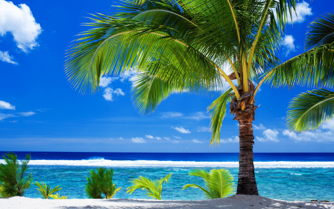 Обои картинки фото природа, тропики, песок, пляж, облака, пальма