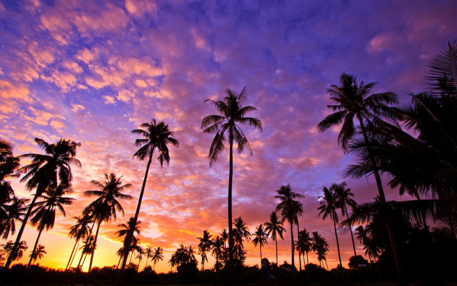 Обои картинки фото природа, восходы, закаты, небо, закат, пальмы