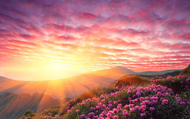 Обои картинки фото природа, восходы, закаты, солнце, лучи, закат, цветы, горы