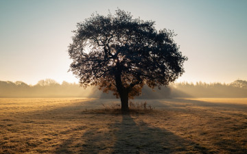 Картинка природа деревья поле дерево утро
