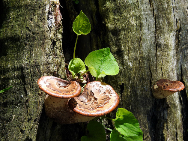 Обои картинки фото природа, грибы, деревья, ствол
