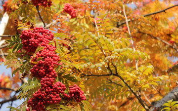 обоя природа, ягоды,  рябина, осень, рябина, дерево