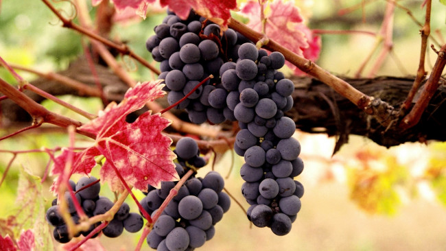 Обои картинки фото природа, ягоды,  виноград, спелый, виноград, грозди