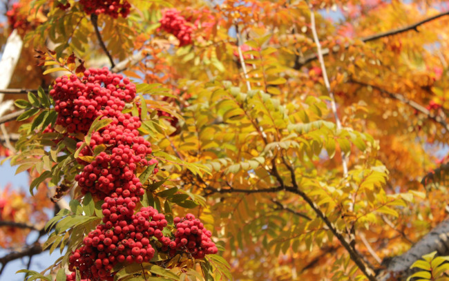 Обои картинки фото природа, ягоды,  рябина, осень, рябина, дерево