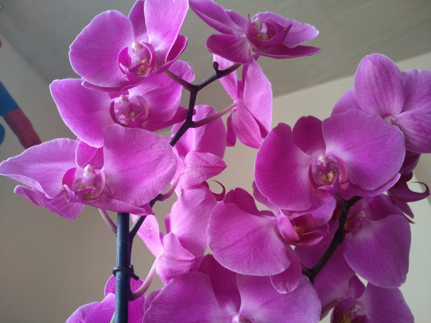 Обои картинки фото цветы, орхидеи, розовые, экзотика