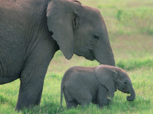 Картинка african elephants amboseli national park kenya животные слоны