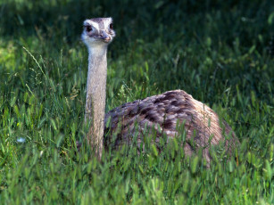 обоя baby, ostrich, животные, страусы