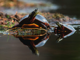 Картинка family bond turtles животные Черепахи