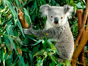 обоя hanging, out, koala, животные, коалы