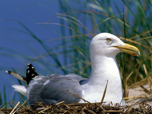 Картинка herring gull животные Чайки бакланы крачки