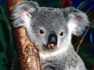обоя koala, bear, sitting, in, tree, животные, коалы