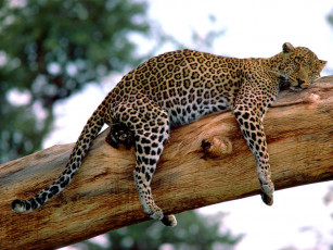 Картинка long week leopard tanzania животные леопарды