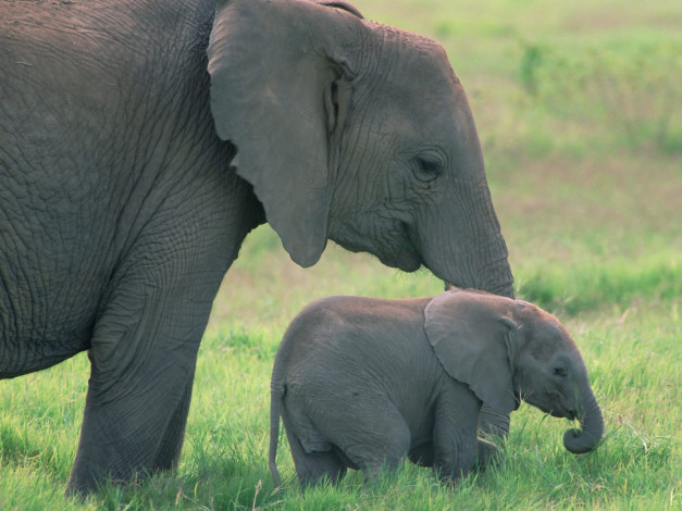 Обои картинки фото african, elephants, amboseli, national, park, kenya, животные, слоны