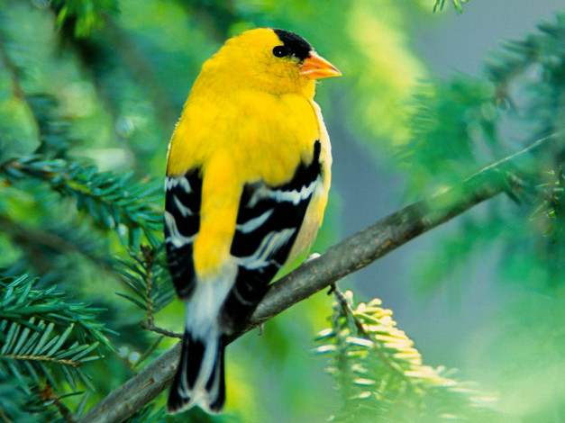 Обои картинки фото american, goldfinch, животные, птицы