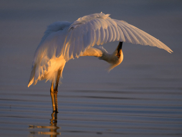 Обои картинки фото bending, over, backwards, snowy, egret, животные, цапли