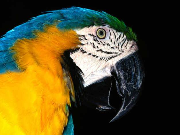 Обои картинки фото blue, and, yellow, macaw, животные, попугаи