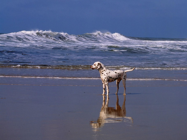 Обои картинки фото day, at, the, beach, dalmatian, животные, собаки