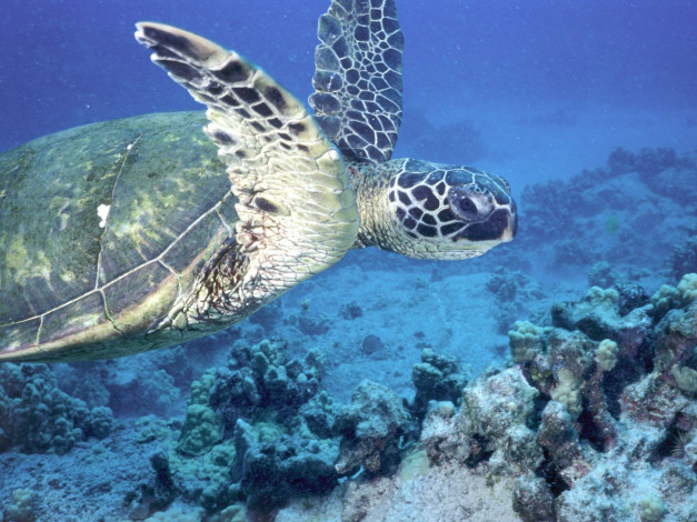 Обои картинки фото green, sea, turtle, животные, Черепахи