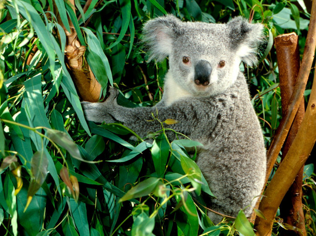 Обои картинки фото hanging, out, koala, животные, коалы