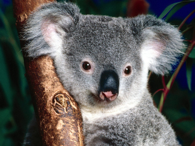 Обои картинки фото koala, bear, sitting, in, tree, животные, коалы