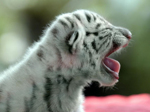 Картинка белый тигренок животные тигры
