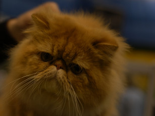 Картинка кот выставки 17 животные коты