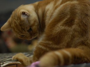 Картинка кот выставки 21 животные коты