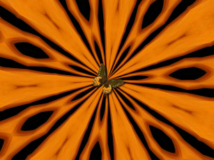 Картинка 3д графика animals животные бабочка цвета узор фрактал