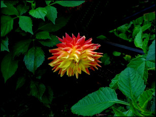 Картинка цветы георгины пестрый