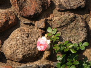 Картинка цветы розы камни