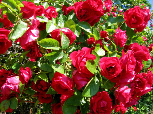 Картинка цветы розы яркий много красный