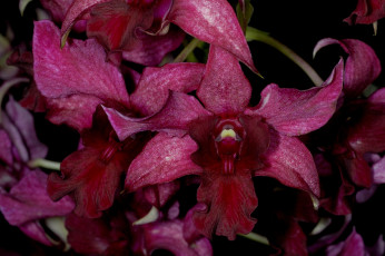 Картинка цветы орхидеи бордовый экзотика