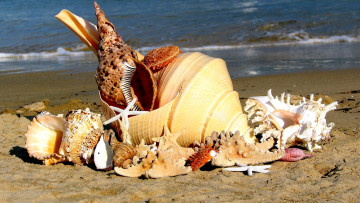Картинка разное ракушки кораллы декоративные spa камни много море пляж песок