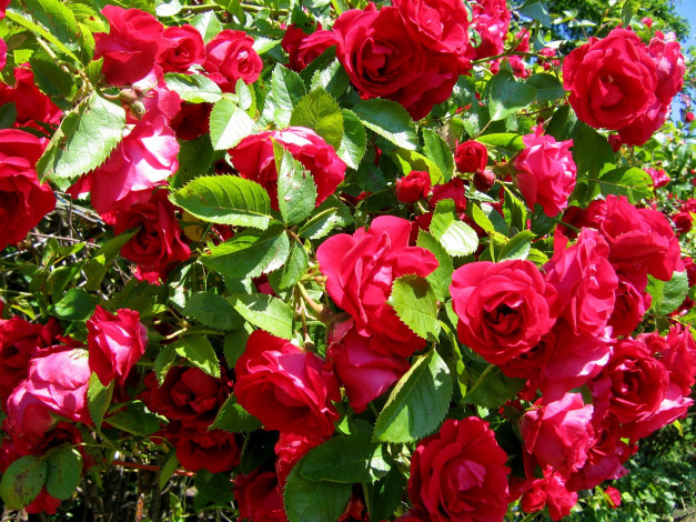 Обои картинки фото цветы, розы, яркий, много, красный