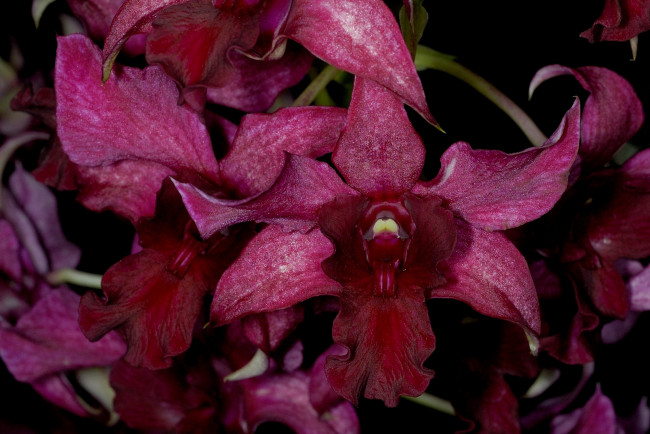 Обои картинки фото цветы, орхидеи, бордовый, экзотика
