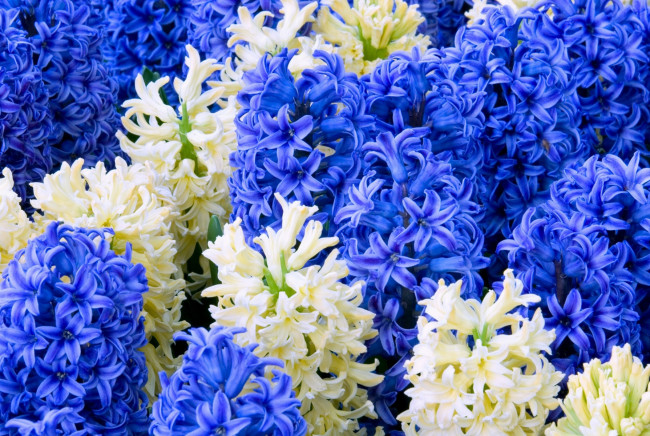Обои картинки фото цветы, гиацинты, много, синий, белый