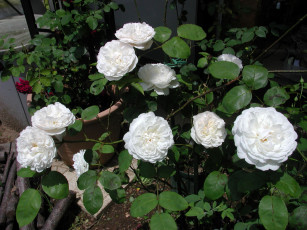 Картинка цветы розы листья белые