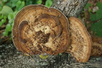 Картинка природа грибы зеленый фон ствол древесный гриб
