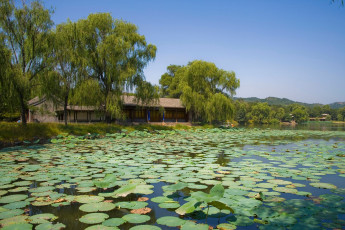 Картинка природа реки озера озеро листья лотос