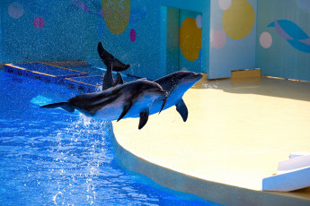 Картинка животные дельфины дельфинарий