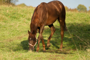 Картинка животные лошади лошадь трава