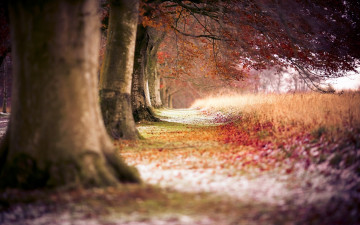 Картинка природа лес деревья осень тропа