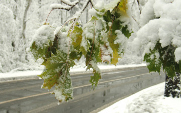 Картинка заснеженный клен природа зима дорога снег листья