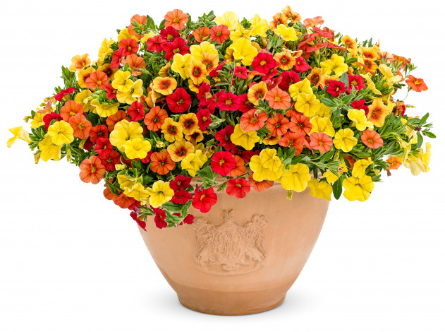 Обои картинки фото цветы, петунии, калибрахоа, calibrachoa, вазон