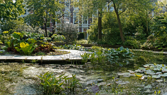 Обои картинки фото hortus, botanicus, amsterdam, природа, парк, растения, сад, водоем