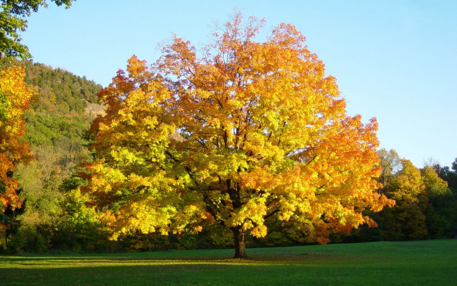 Обои картинки фото природа, деревья, листья, дерево, осень