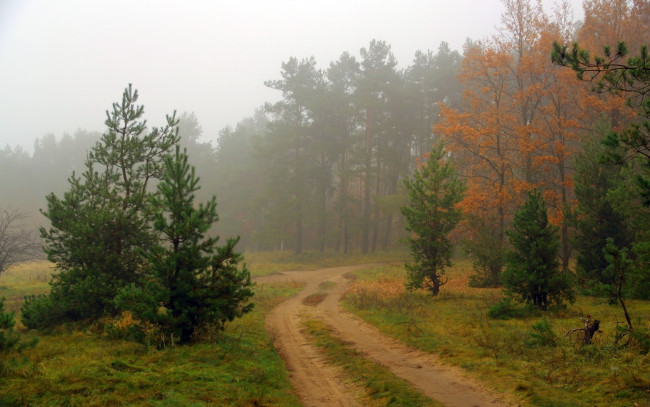 Обои картинки фото природа, дороги, лес, дорога, туман