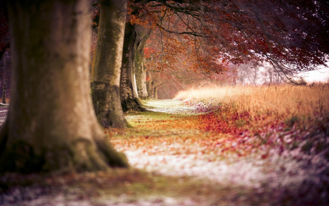 Обои картинки фото природа, лес, деревья, осень, тропа