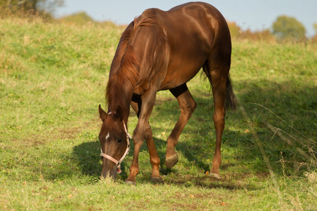 Обои картинки фото животные, лошади, лошадь, трава